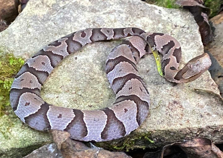 Copperhead